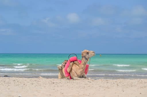 Kamel am Strand von Djerba