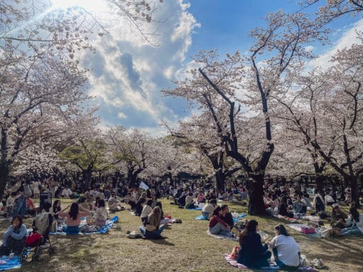 Kirschblüte im Yoyogi Park - Tokio Sehenswürdigkeiten