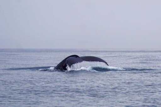Whale Watching auf Vancouver Island mit Eagle Wing Tours