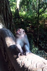 Bali: Monkey Jungle in Ubud