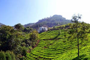 Tee Plantage Munnar Hill Station, Kerala - Kerala Blog Express 3