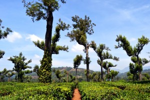 Tee Plantage Munnar Hill Station, Kerala - Kerala Blog Express 3