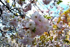 Kirschblüte New York - im Brooklyn Botanic Garden blühen die Kirschen