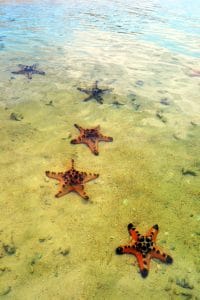 Starfish Island, Palawan, Honda Bay Philippinen