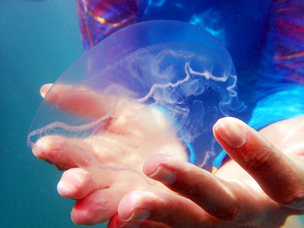 Siargao Bucas Grande Jellyfish Lagoon Schnorcheln mit Quallen - Philippinen