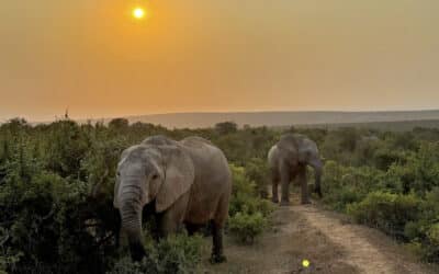 Garden Route Highlights: Die schönsten Sehenswürdigkeiten für euren Roadtrip