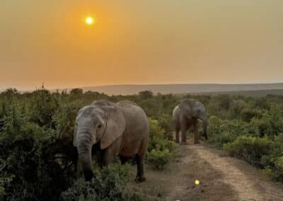 Addo Elefanten Nationalpark