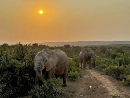 Addo Elefanten Nationalpark