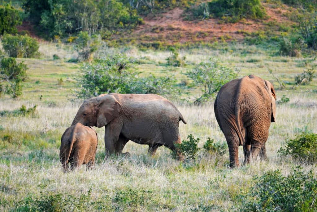 Addo Elefanten Nationalpark