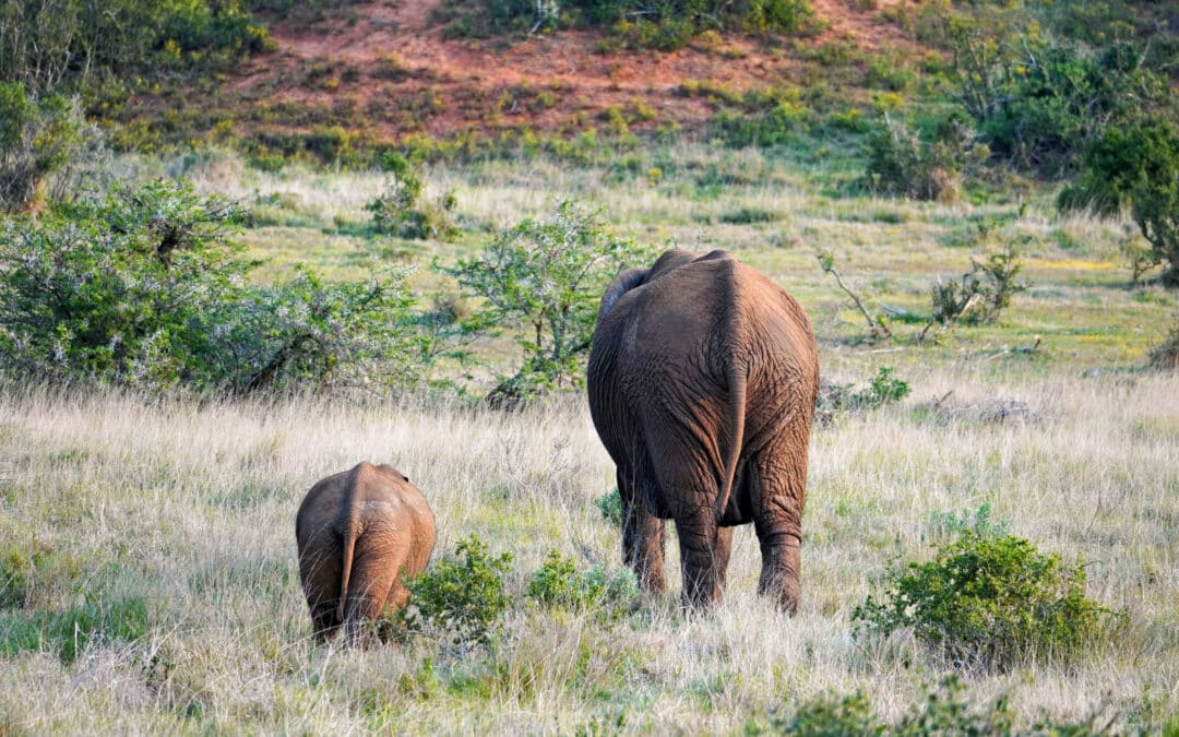 Addo Nationalpark: Meine Erfahrungen und Tipps für den Elefanten Park