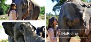 Elephant Retirement Park Chiang Mai