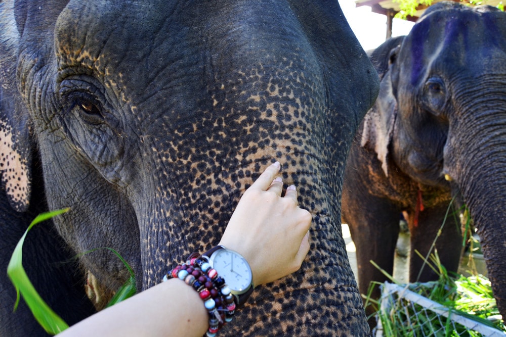 Elephant Retirement Park Chiang Mai - Elephant Sanctuary