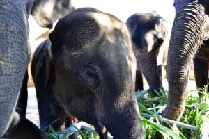 Elephant Retirement Park Chiang Mai - Elephant Sanctuary