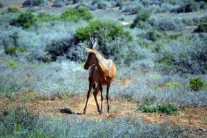Addo-Elefanten-Nationalpark Südafrika: Gazelle