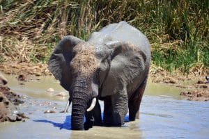Addo-Elefanten-Nationalpark Südafrika: Elefantenherde