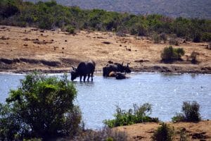 Addo-Elefanten-Nationalpark Südafrika: Büffel in einer Büffelherde