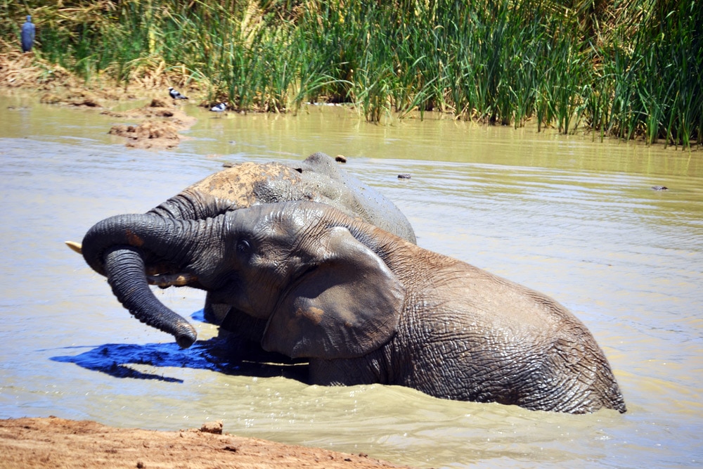 Addo-Elefanten-Nationalpark Südafrika: Elefantenherde