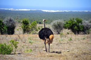 Addo-Elefanten-Nationalpark Südafrika: Strauß in einer Straußenherde