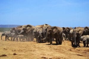 Addo Elefanten Nationalpark