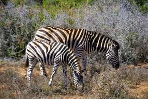 Addo-Elefanten-Nationalpark Südafrika: Zebras in einer Zebraherde