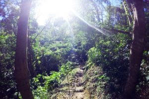 Flight of the Gibbon - Ziplining in Chiang Mai, Thailand