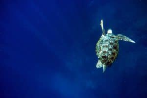 Gili Air schnorcheln mit Schildkröten - eine Woche Bali mit BackpackerPack Trips