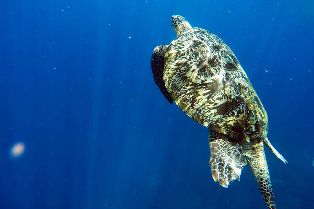 Gili Air schnorcheln mit Schildkröten - eine Woche Bali mit BackpackerPack Trips 