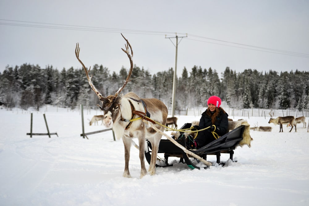Rentierschlitten fahren auf der Ounaskievari Rentier Farm in Levi Lappland