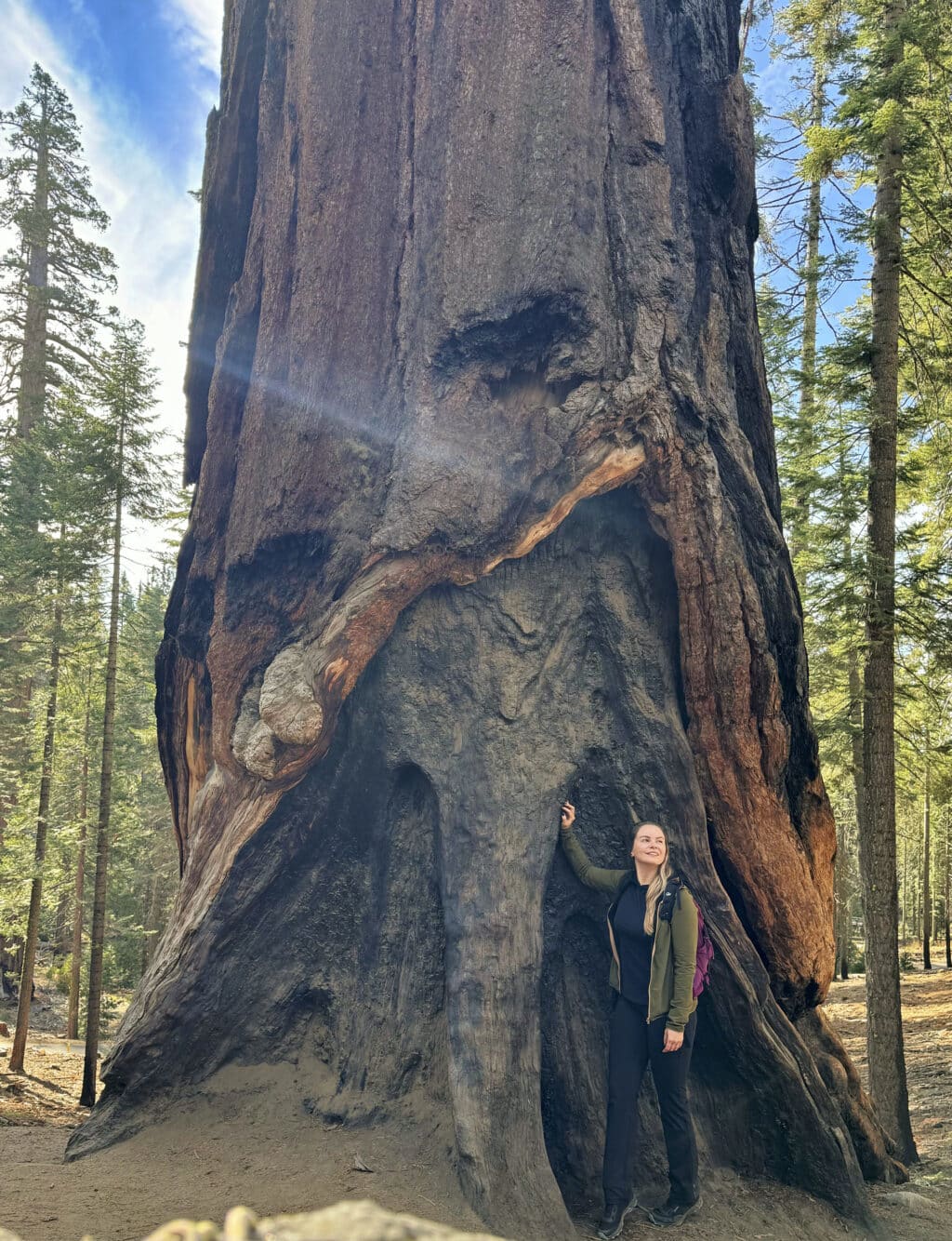 Mariposa Grove - die Mammutbäume