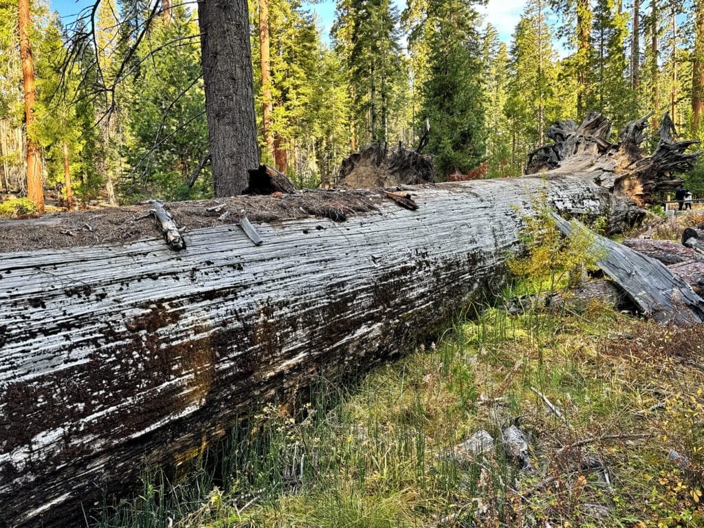 Mariposa Grove - die Mammutbäume