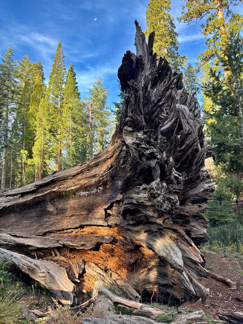 Mariposa Grove - die Mammutbäume
