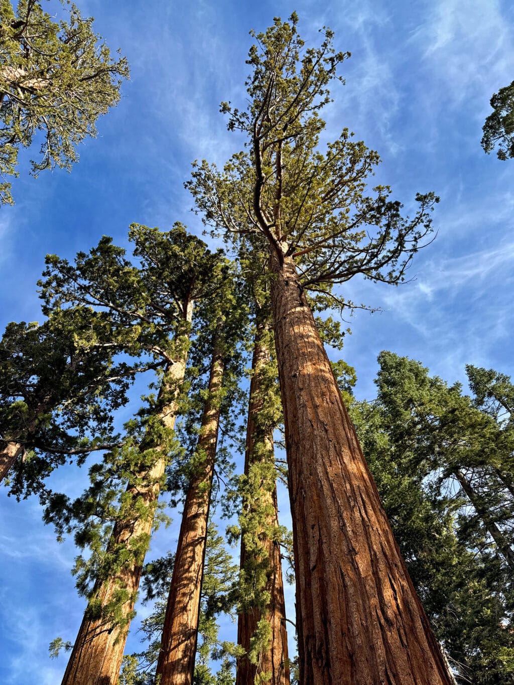 Mariposa Grove - die Mammutbäume
