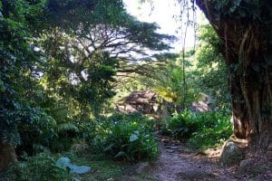 Habitation Ceron - urwald in Martinique