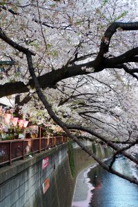 Kirschblüte in Tokio: Das Nakameguro Sakura Festival am Meguro River