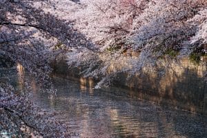 Kirschblüte in Tokio: Das Nakameguro Sakura Festival am Meguro River