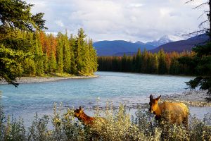 Jasper Nationalpark Top 10 Sehenswürdigkeiten: Das sind die Highlights im Park - Caribou Hirsche auf der Straße
