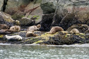 Kanada Rundreise: Highlights auf der Nationalparkroute von Vancouver nach Banff - Seehunde in der Horseshoe Bay Vancouver