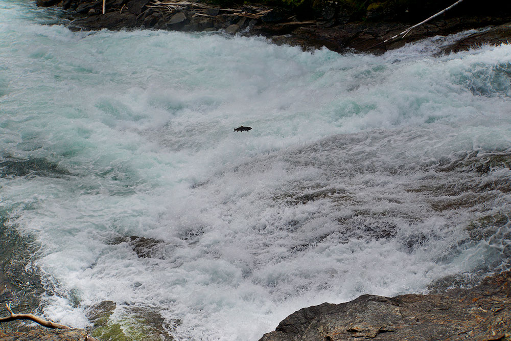 Wells Gray Provincial Park Sehenswürdigkeiten - die Highlights in British Columbia - Baileys Chutes springende Lachse