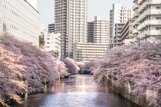 Kirschblüte in Tokio: Die fünf schönsten Orte und Hotspots zur Sakura - Meguro River