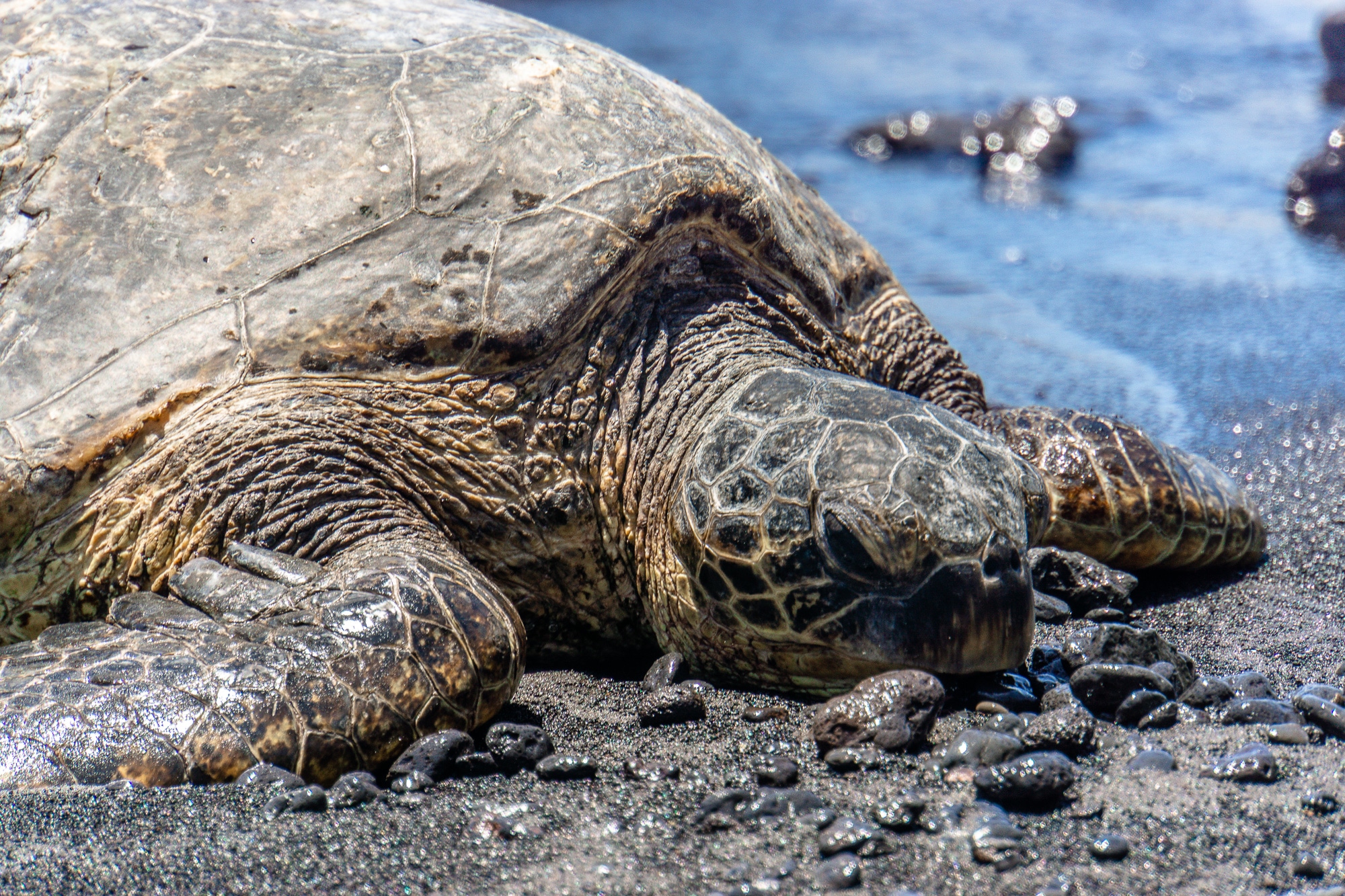 Tiere beobachten auf Big Island - schönste Tierbegegnungen auf Hawaii - Schildkröten am Black Sand Beach