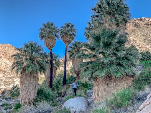 Joshua-Tree-Nationalpark: Die schönsten Sehenswürdigkeiten & Highlights - Fotynine Palms Oasis Trail