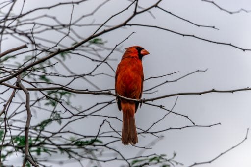 Tiere beobachten auf Big Island - schönste Tierbegegnungen auf Hawaii - Rotkardinal