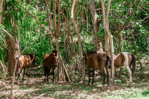 Tiere beobachten auf Big Island - schönste Tierbegegnungen auf Hawaii - Wildpferde im Waipio Valley