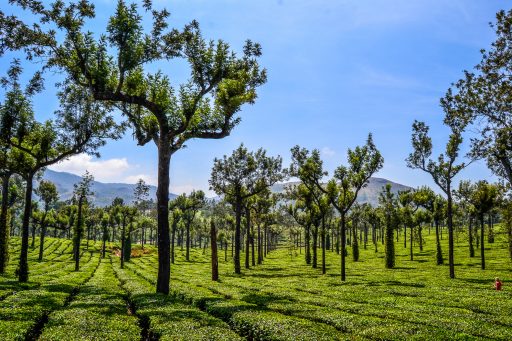 Kerala: Sehenswürdigkeiten, Kultur und Kulinarik im südlichen Indien - Teeplantagen Munnar Hill Station