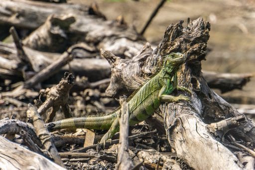 Laguna Ventanilla: Krokodile, Iguanas und Vögel beobachten in Mazunte - Iguana