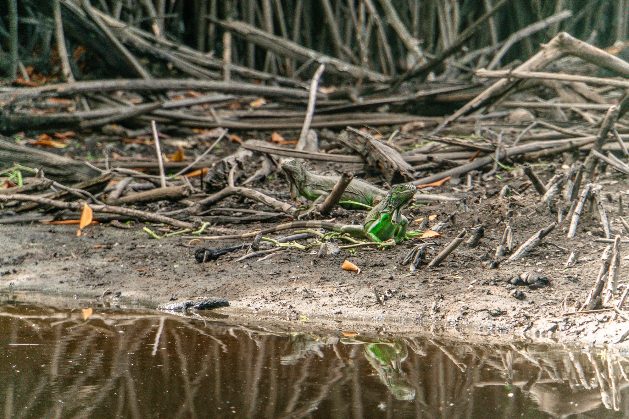 Laguna Ventanilla: Krokodile, Iguanas und Vögel beobachten in Mazunte - Iguana