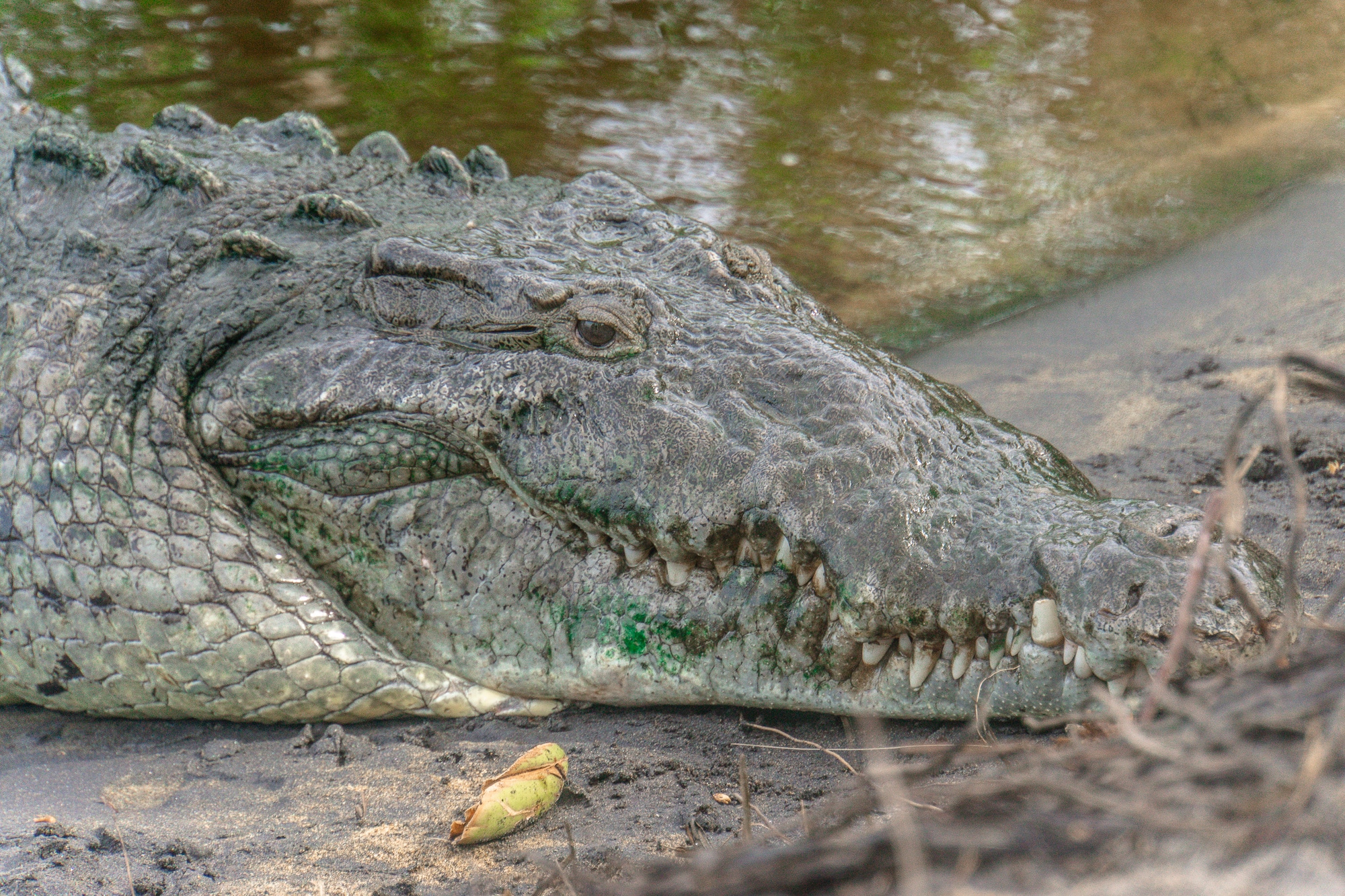Laguna Ventanilla: Krokodile, Iguanas und Vögel beobachten in Mazunte - Krokodil
