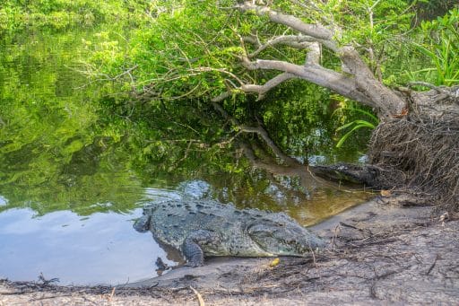 Laguna Ventanilla: Krokodile, Iguanas und Vögel beobachten in Mazunte - Krokodil