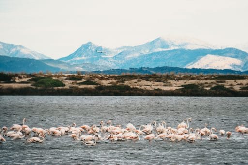 Flamingos auf Lefkada
