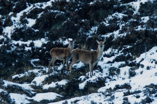 Cairngorms Nationalpark: Die SnowRoads Scenic Route in den Highlands - Wanderung zum Loch Callater